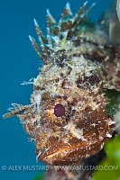 Black Scorpionfish. Sardinia