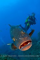 Grouper and Diver. Sardinia, Italy.