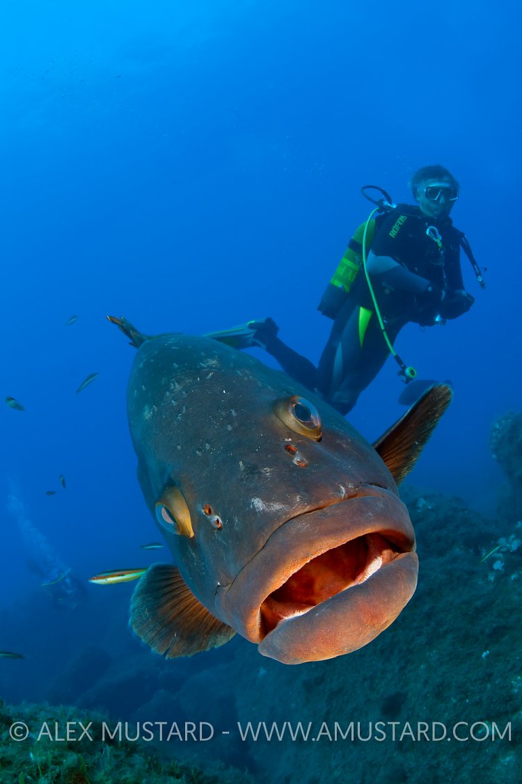 Grouper and Diver. Sardinia, Italy.