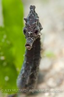 Short snouted seahorse portrait. Italy.