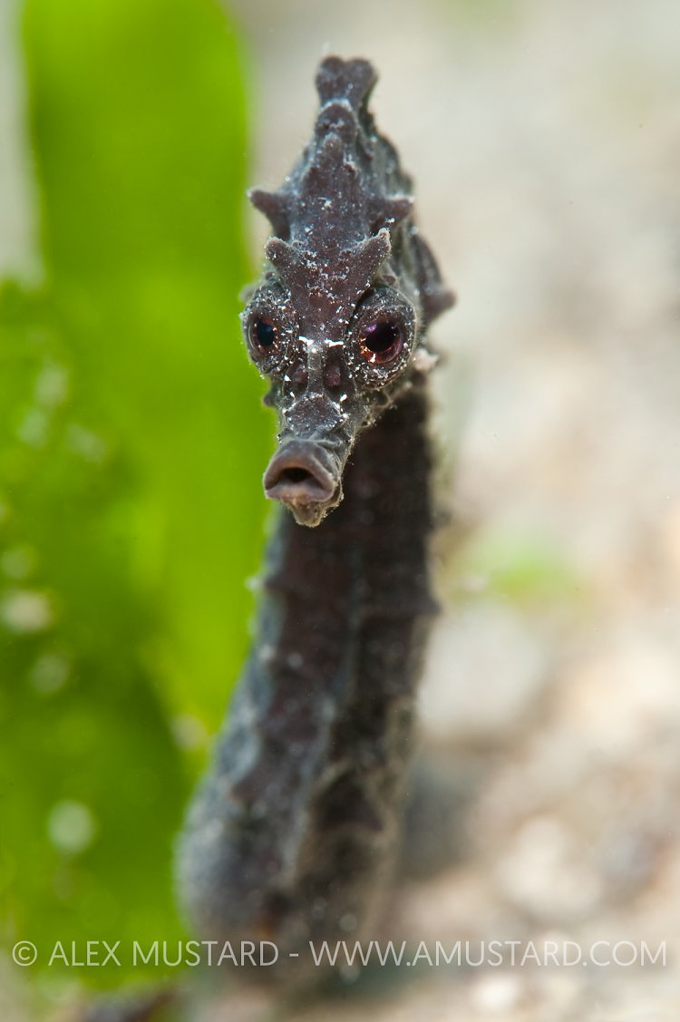 Short snouted seahorse portrait. Italy.