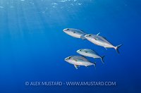 Greater Amberjacks. Mediterranean Sea.