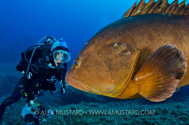 Grouper Encounter. Mediterranean Sea.