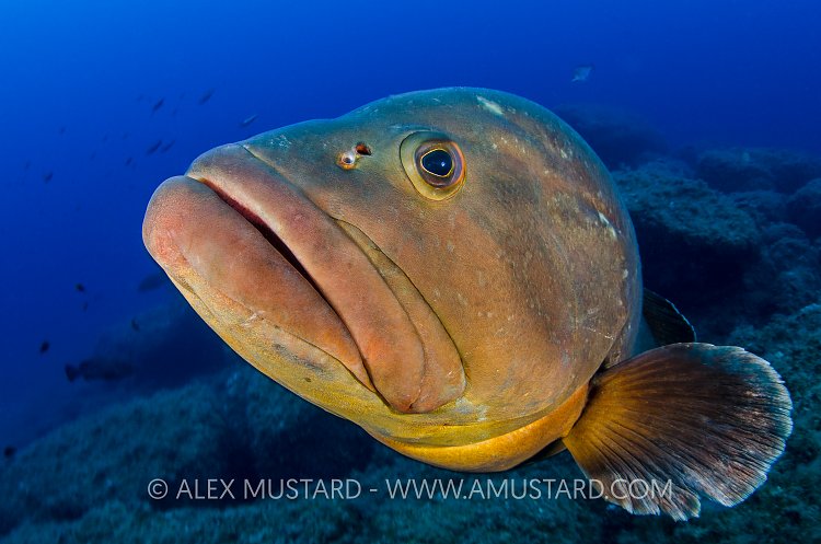 Dusky Grouper. Sardinia, Italy