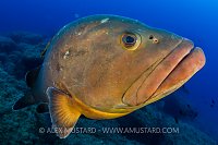 Dusky Grouper. Sardinia, Italy