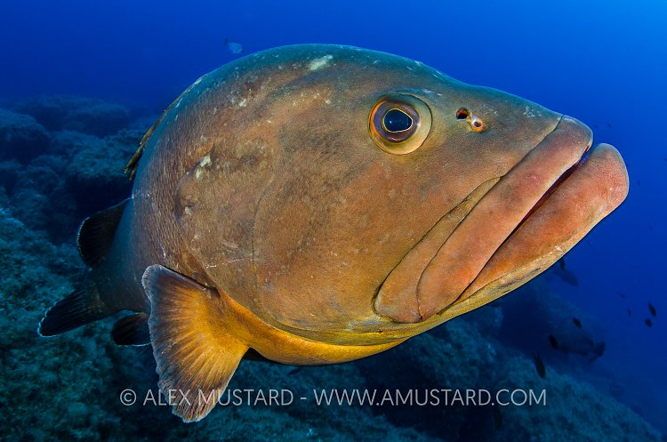 Dusky Grouper. Sardinia, Italy