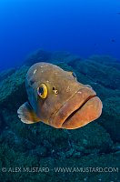 Dusky Grouper. Sardinia, Italy.