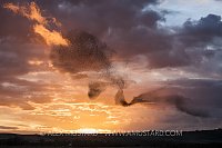 Starlings At Sunset. Sardinia, Italy.