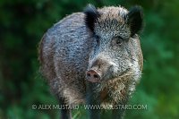Boar. Sardinia
