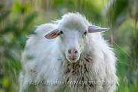 Beeh. Sardinia, Italy
