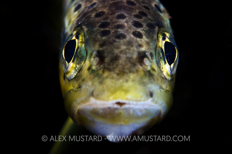 Trout Portrait. Sardinia, Italy.