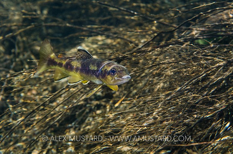 Trout Camouflage. Sardinia, Italy.