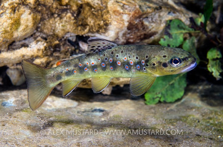 Trout In Stream. Sardinia, Italy.