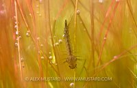 Mosquito Larva. Sardinia, Italy.