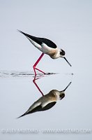 Stilt Feeding. Sardinia, Italy.