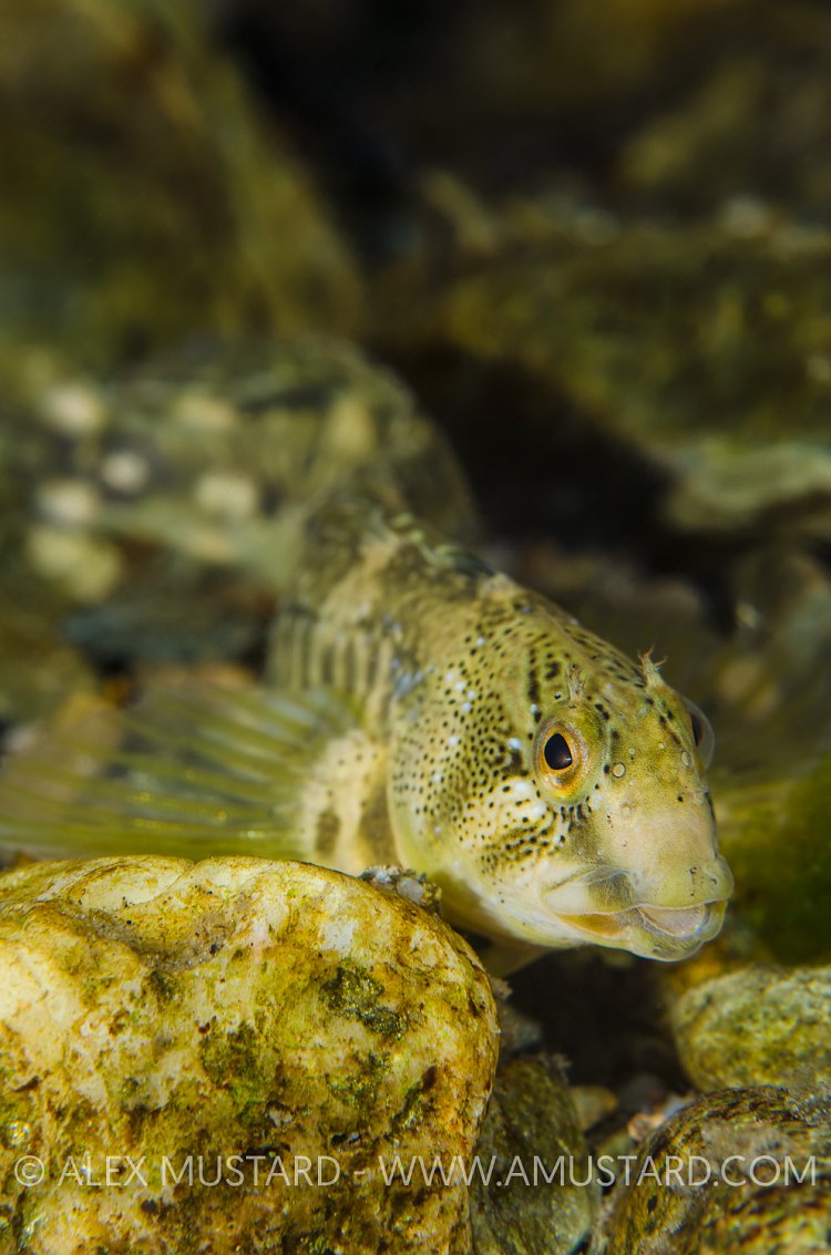 Frewater Blenny. Italy.