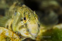 Freshwater Blenny In The Mountains. Italy.