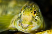 Freshwater Blenny. Sardinia, Italy