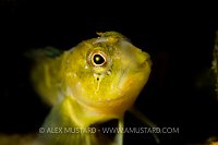 Young Freshwater Blenny. Sardinia, Italy.