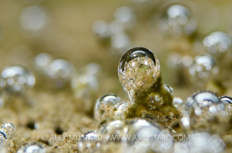 Bubble World. Sardinia.