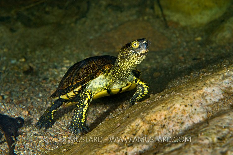 European Pond Turtle. Sardinia, Italy.