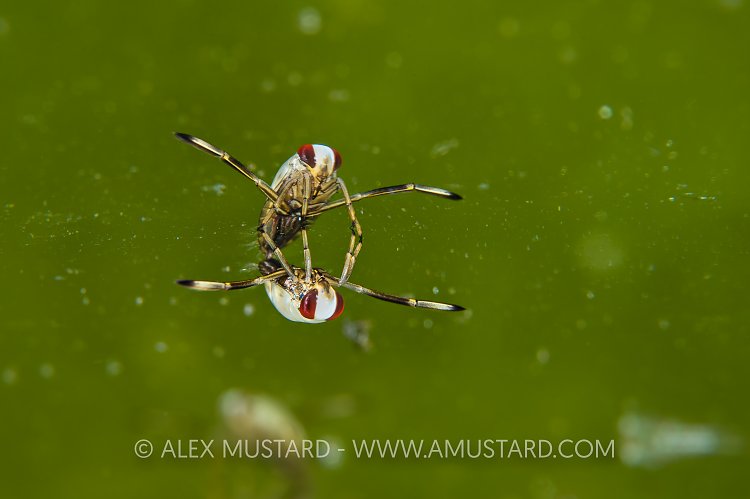 Backswimmer Reflection. Italy.
