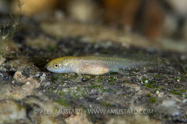 Juvenile Sardinian Mountain Newt. Italy