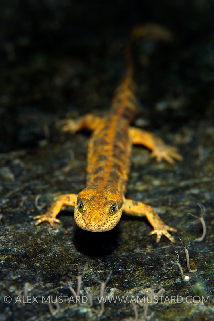 Sardinian Mountain Newt. Sardinia, Italy.