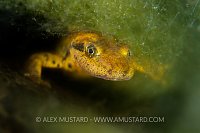 Sardinian Mountain Newt. Sardinia, Italy.