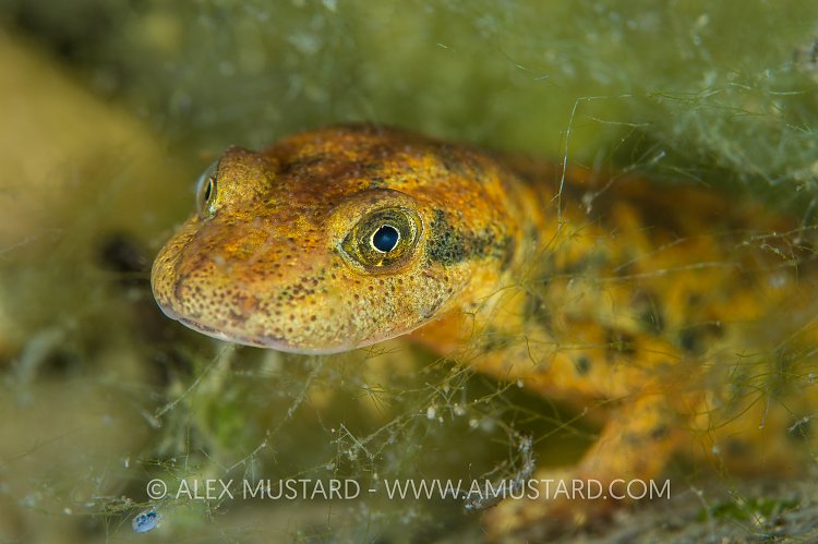 Sardinian Mountain Newt. Italy.
