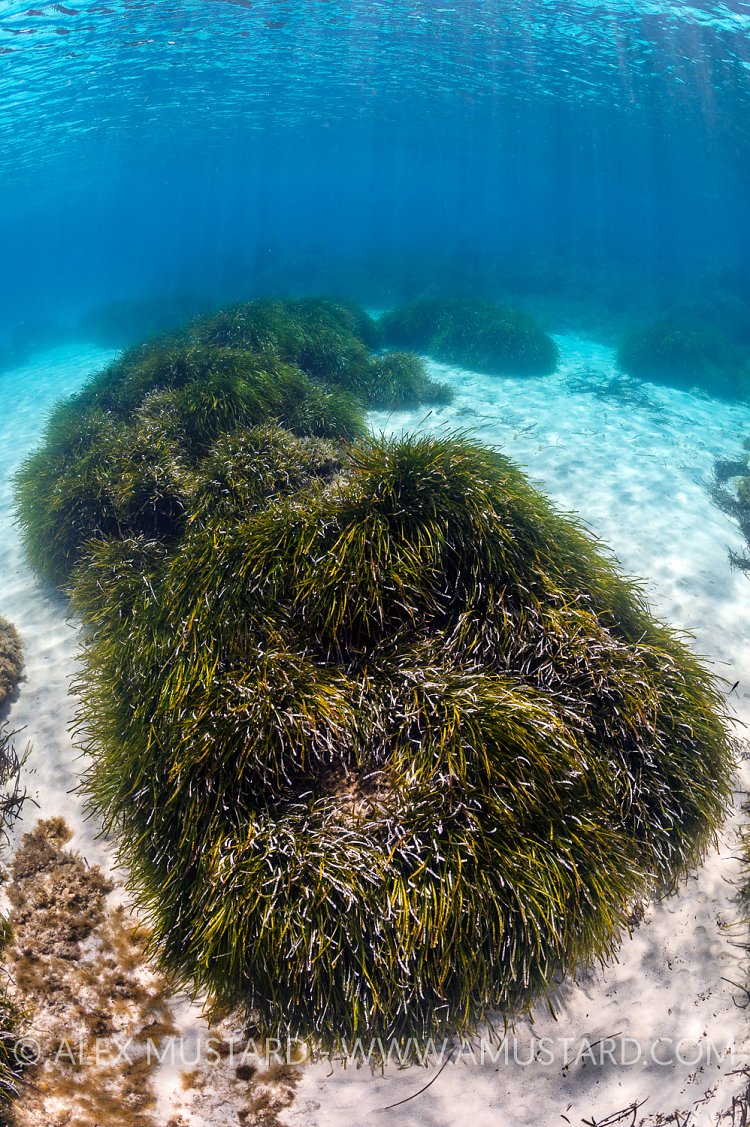 Seagrass Meadow. Italy