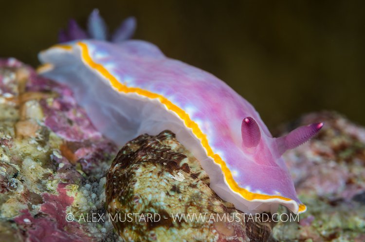Pink Nudibranch. Sardinia, Italy
