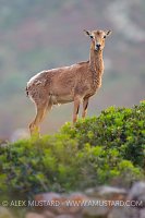 Mouflon Portrait. Sardinia, Italy.