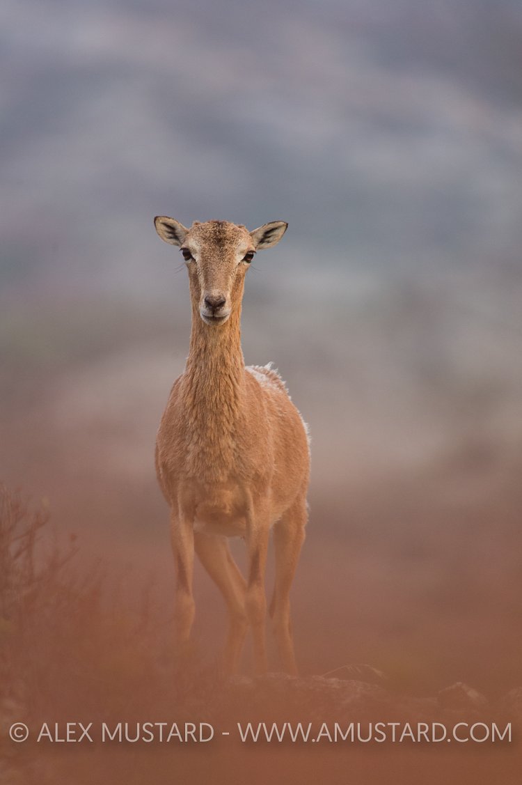 Mouflon Portrait. Asinara Island, Italy.