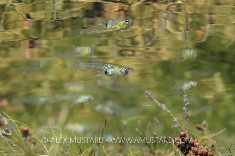 Mosquito Fish Reflection. Italy