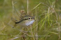 Small Mouth Bass Portrait. Italy.