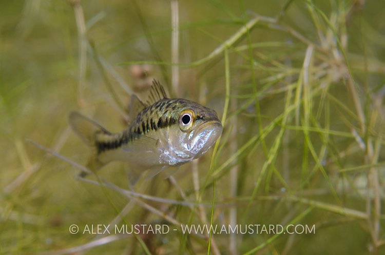 Small Mouth Bass Portrait. Italy.