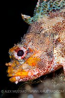 Scorpionfish Portrait. Sardinia, Italy.