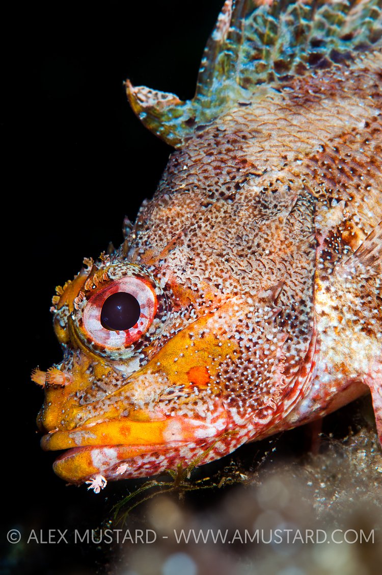 Scorpionfish Portrait. Sardinia, Italy.