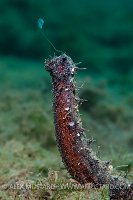 Spawning Sea Cucumber. Sardinia, Italy.