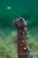 Money Shot. Sardinia, Italy.