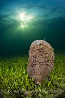 Noble Pen In Late Afternoon. Sardinia, Italy.