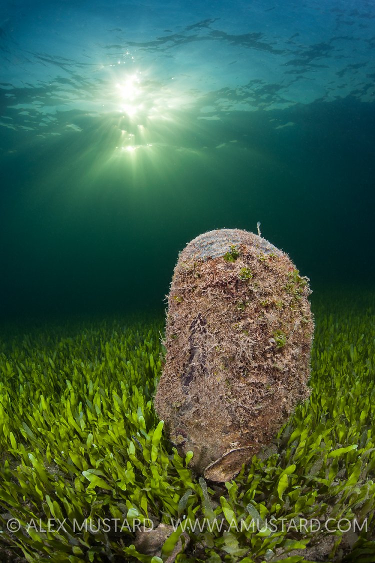Noble Pen In Late Afternoon. Sardinia, Italy.