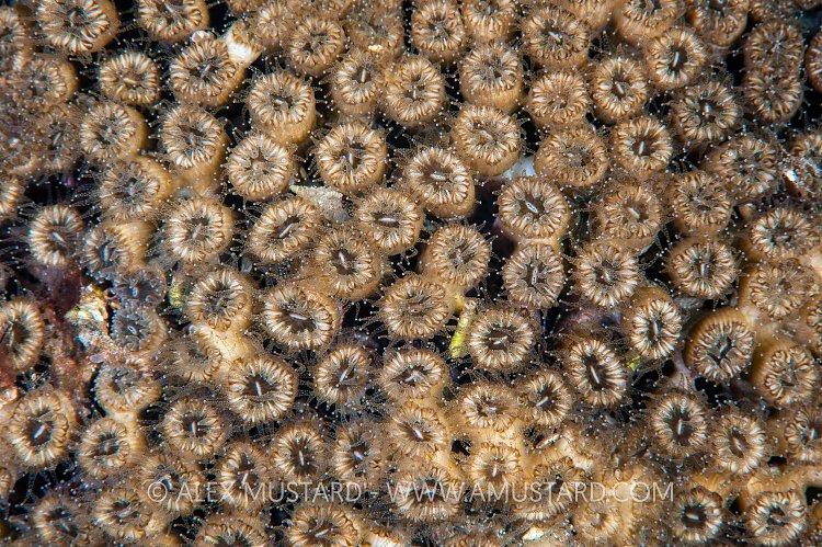 Coral. Sardinia, Italy.