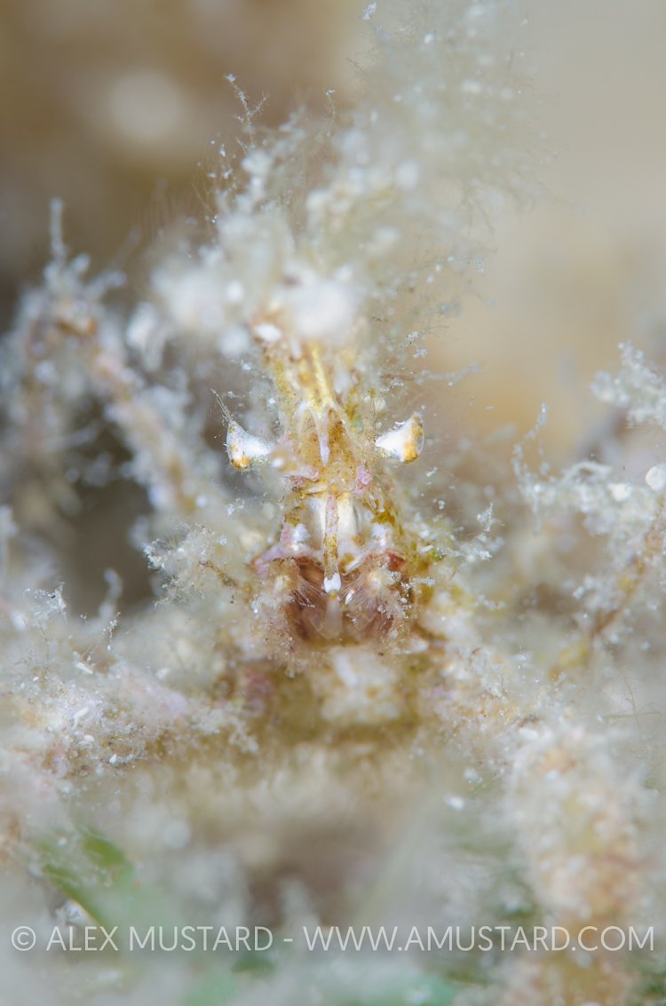 Master Of Disguise. Sardinia, Italy