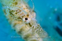 Spiny Seahorse. Sardinia, Italy.