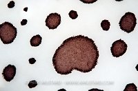 Nudibranch Skin Detail. Sardinia, Italy