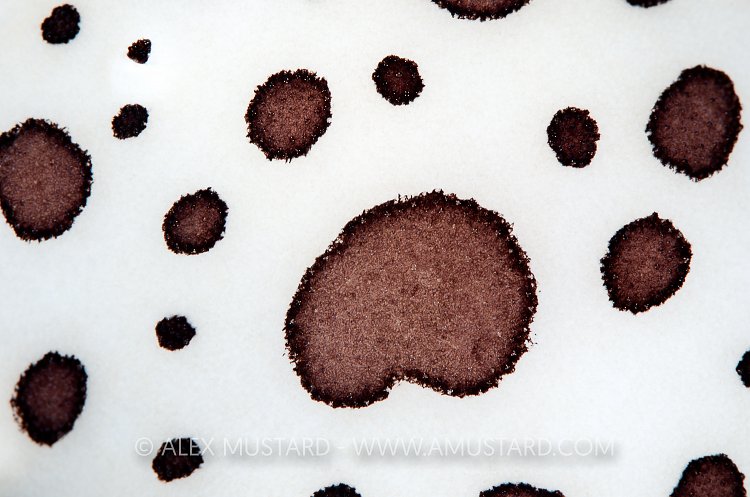 Nudibranch Skin Detail. Sardinia, Italy