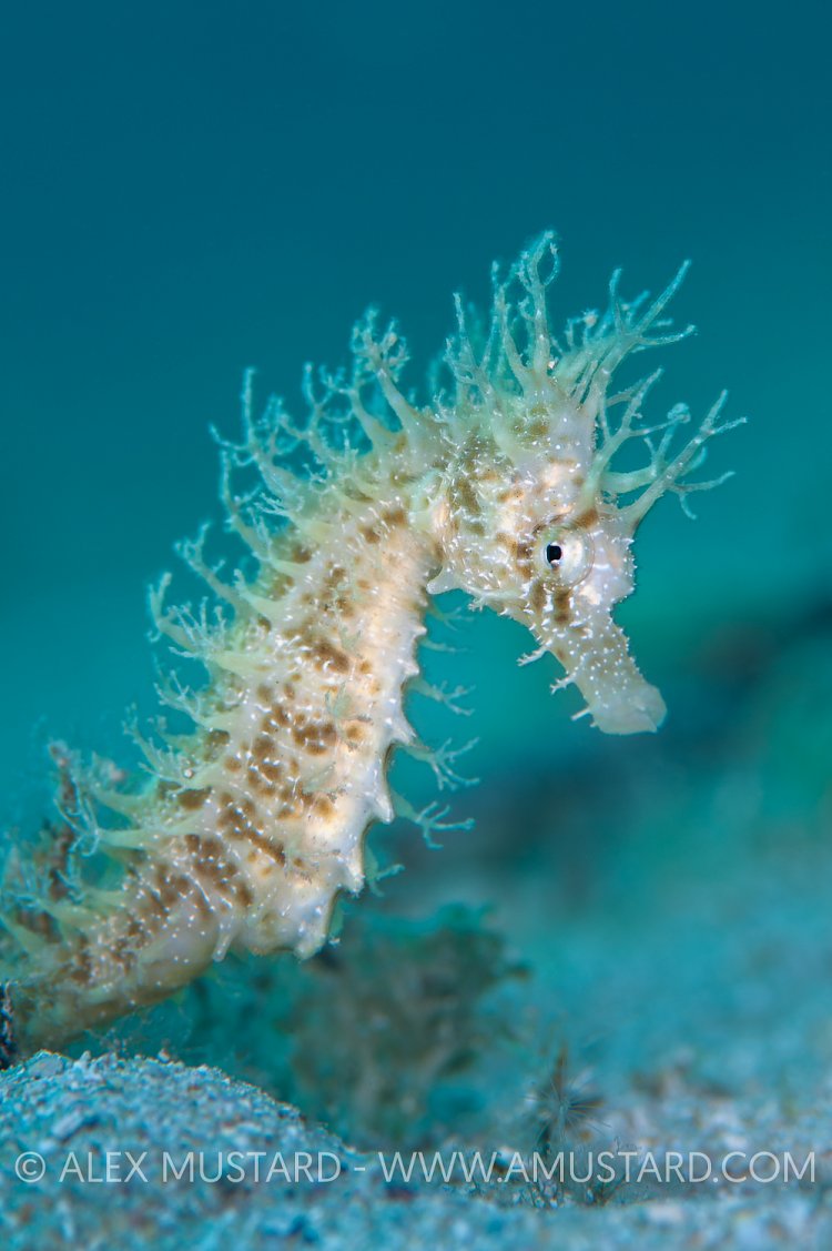 Spiny Seahorse. Sardinia, Italy