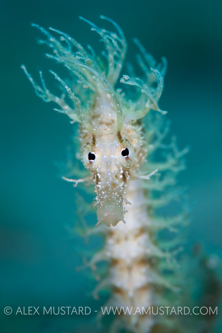 Spiny Seahorse Portrait. Sardinia, Italy